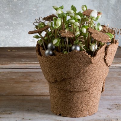 Ontluikend Helleborus ontwerp