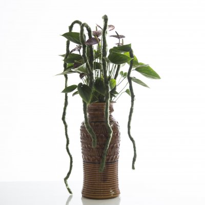 Anthurium retro style