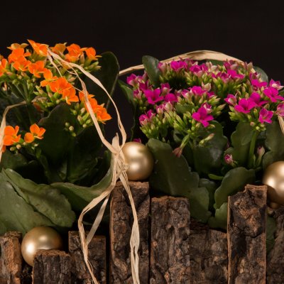Kerst met Kalanchoës