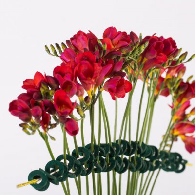 Classic and innovative vase design with red Freesia