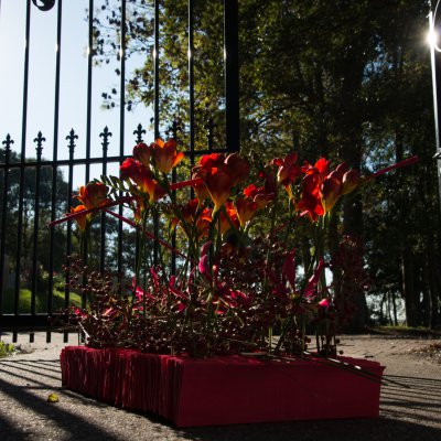 Funeral flowers red Freesia