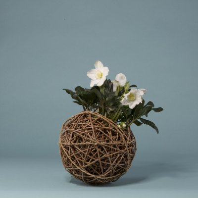 Helleborus 'Niger' wicker sphere