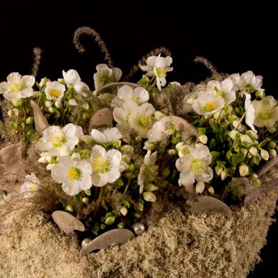 Verboom Beauty Helleborus winterarrangement