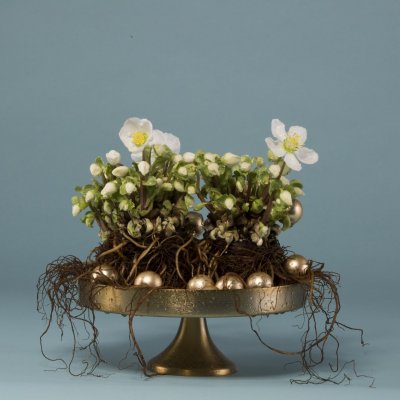 Subtiel kerstarrangement met Helleborus 'Verboom Beauty'