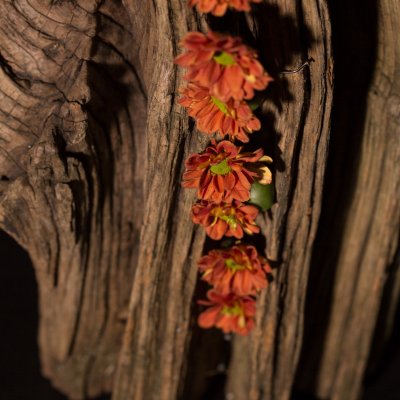 Prachtig herfstjuweel: de Pimento Orange