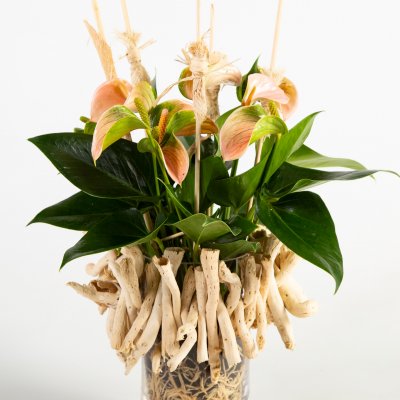 Anthurium with natural details
