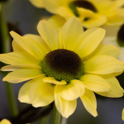 Mysterious Yin Yang object