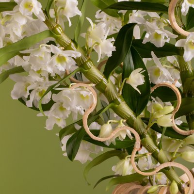 Sereen Bamboe orchidee arrangement