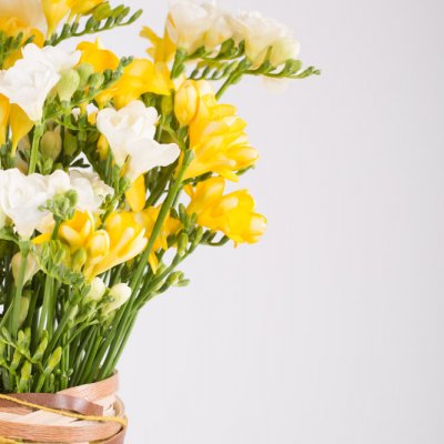 An oasis of Freesia scent
