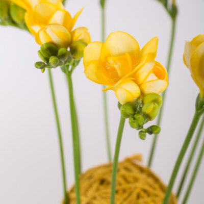 Een hechte Freesia constructie