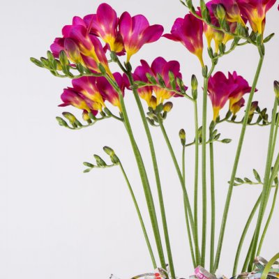 Kleurrijke rommel met Freesia