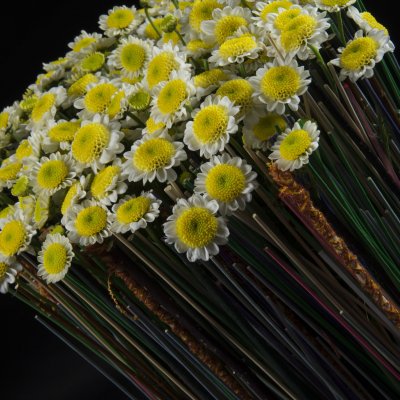 Colourful contrast with Sun Up