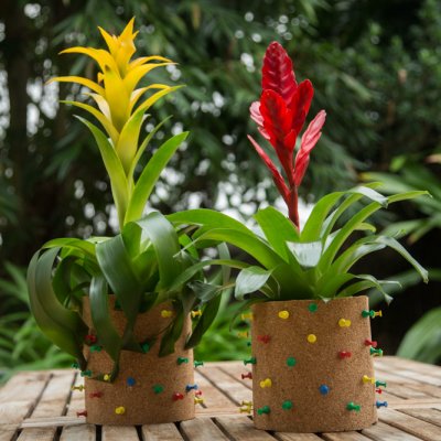 Playful Bromeliad gift ideas