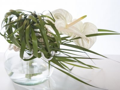 Cut Anthurium Christmas design