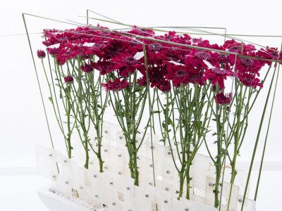 Elegant design met Stresa Purple