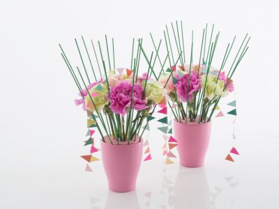 Festive carnations