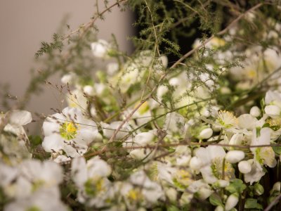 Luxurious Helleborus 'Verboom Beauty' creation