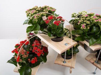 Een technisch Kalanchoe ontwerp