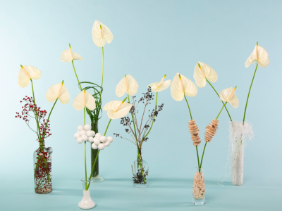 Festively decorated cut Anthuriums Festively decorated cut Anthuriums