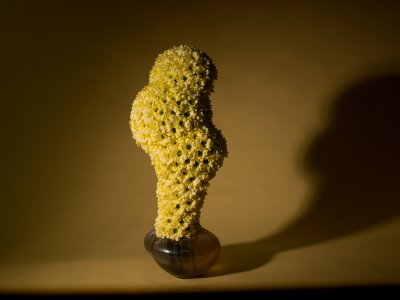 Organische vormen en florale schatten