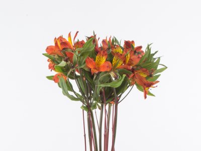 Autumnal Alstroemeria arrangement