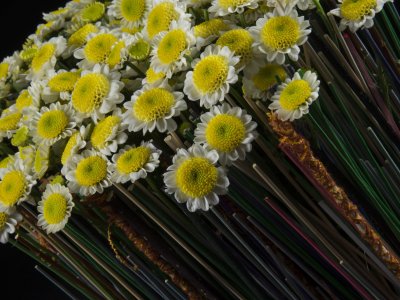 Colourful contrast with Sun Up