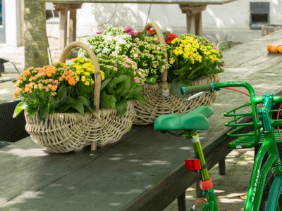 Baskets full of Kalanchoe