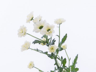 Quick and original Chrysanthemums