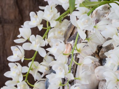 Strandschatten en de Ice Cascade Cymbidium