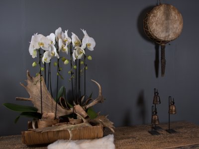 Orchids and antlers