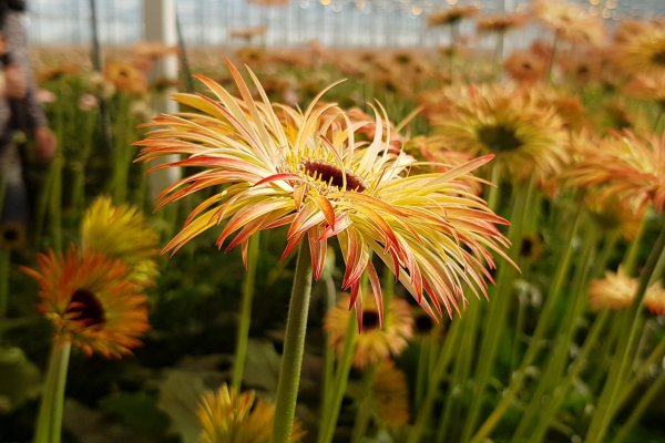 Mini Gerbera varieties