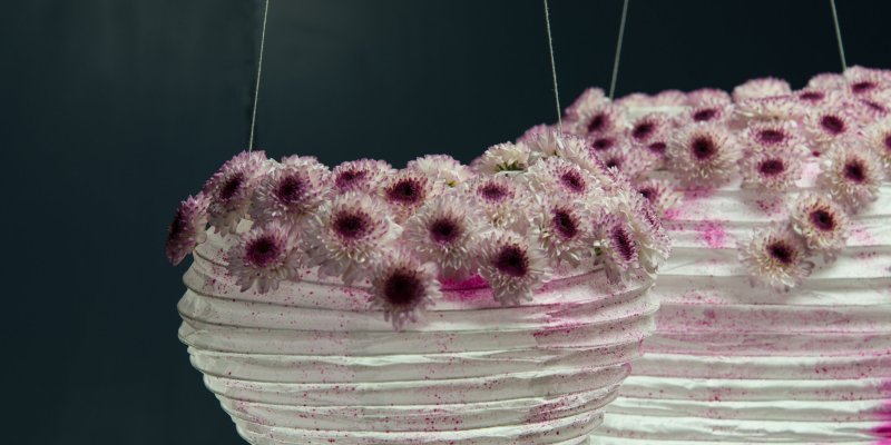 Lanterns with Chrysanthemum Abbey - Limited Edition by Zentoo
