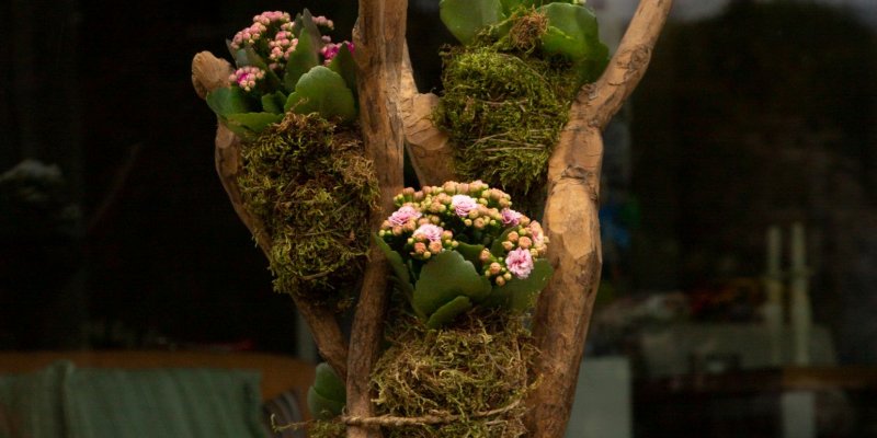 Kalanchoë kokedama's