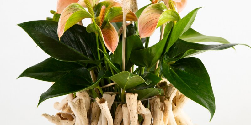 Anthurium met natuurlijke details
