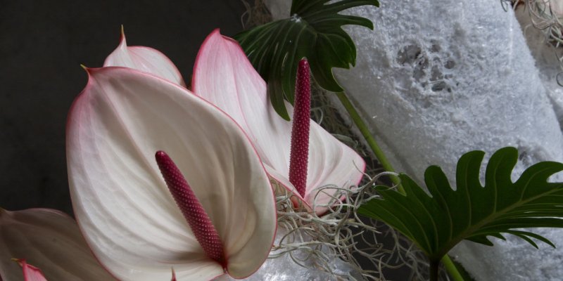 Ijskoud Kerstobject door Frédéric Dupré