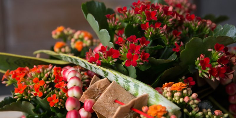 Kalanchoe table decoration
