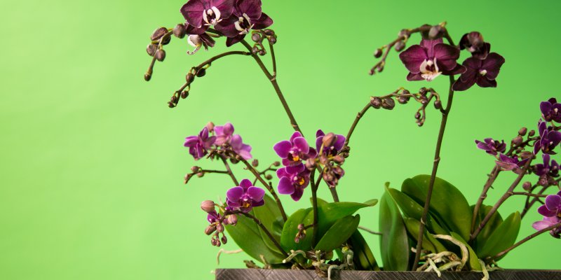 Snelle orchidee arrangementen