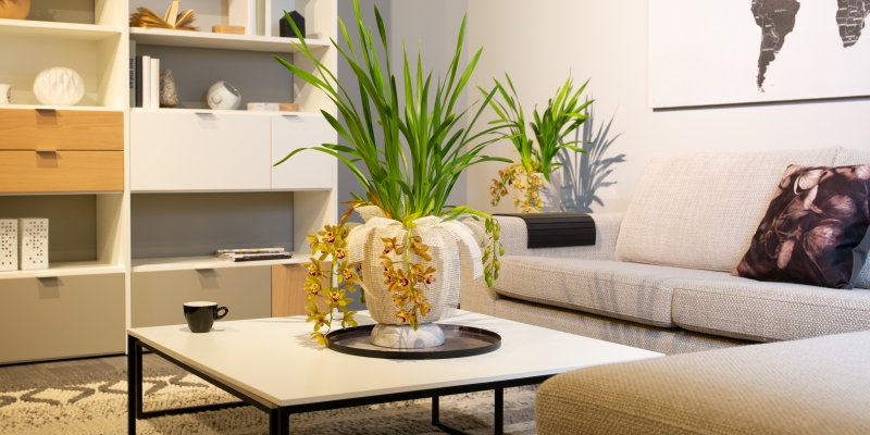 Cascade Cymbidium Argiro in a Urban Modern style
