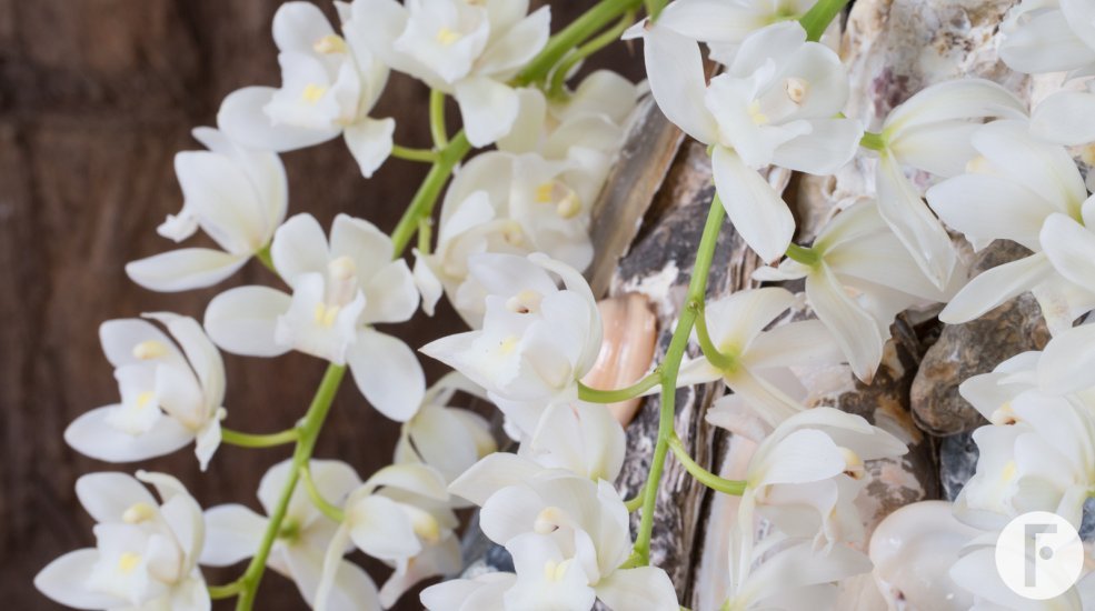 Ice Cascade Cymbidium