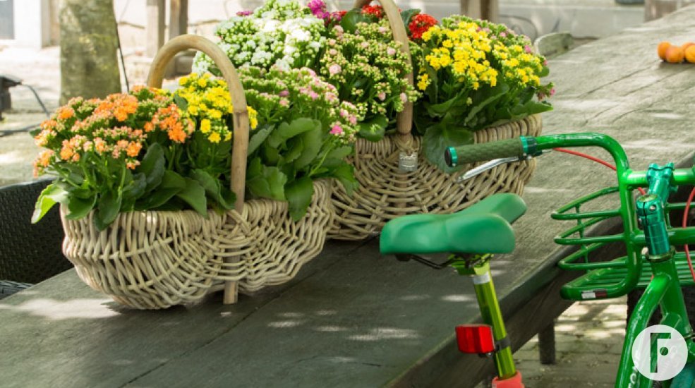 Baskets full of Kalanchoë 'Garden' on a table