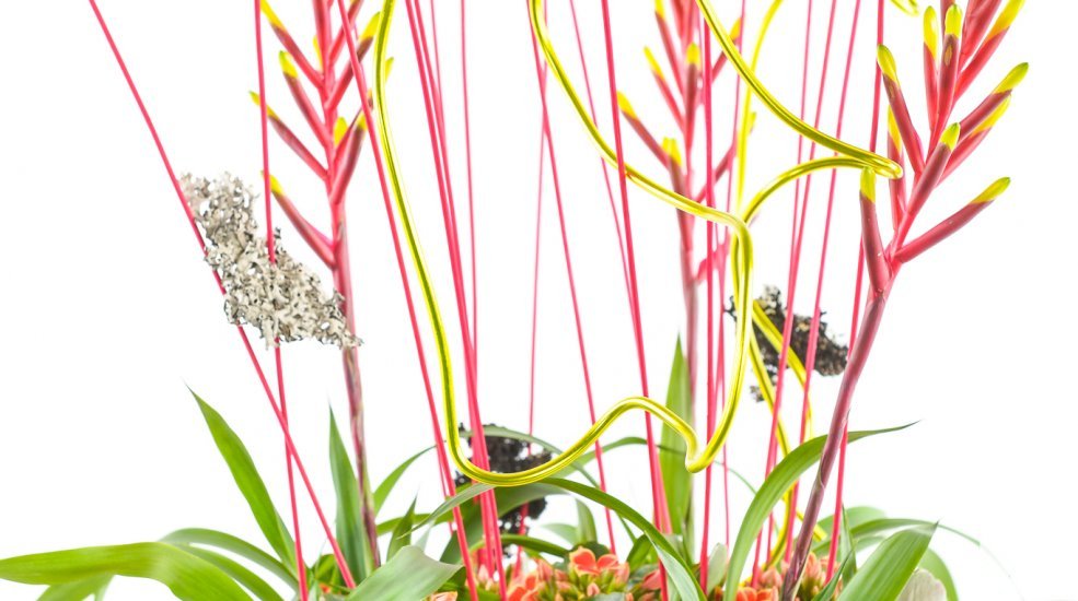 Bromelia's