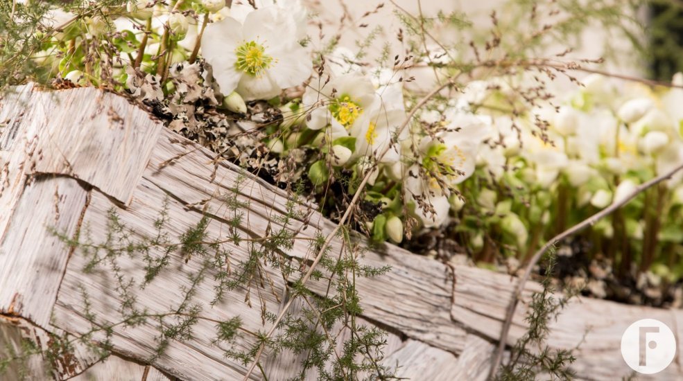 Luxe Helleborus 'Verboom Beauty' design