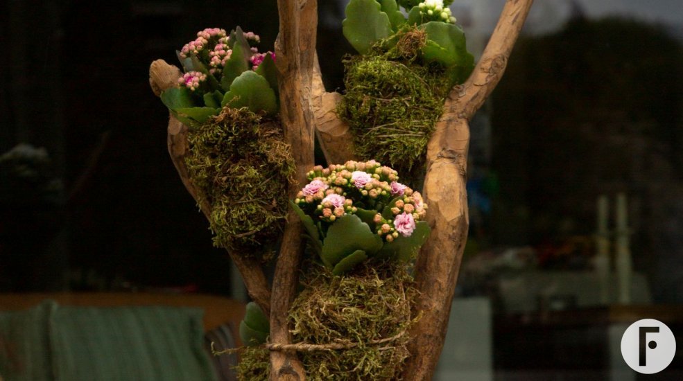 Garden Kalanchoe kokedama's - Pim van den Akker - Flower Factor