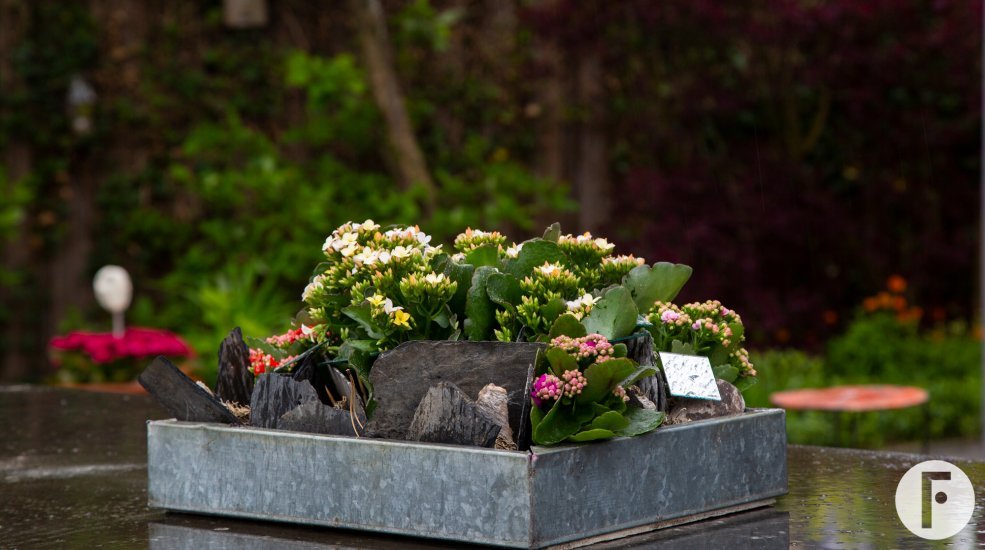 Miniature garden with Garden Kalanchoës - Pim van den Akker - Flower Factor
