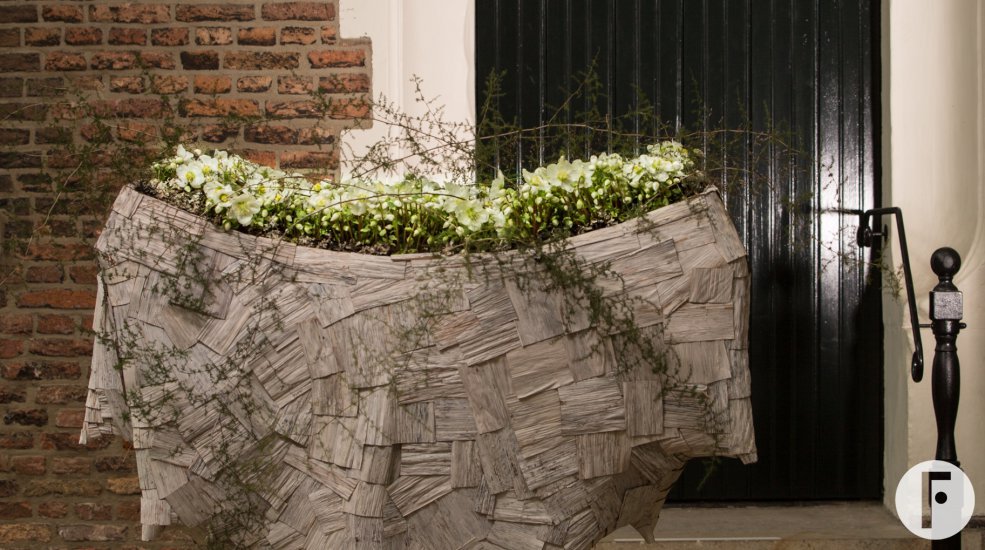 Luxurious Helleborus 'Verboom Beauty' creation