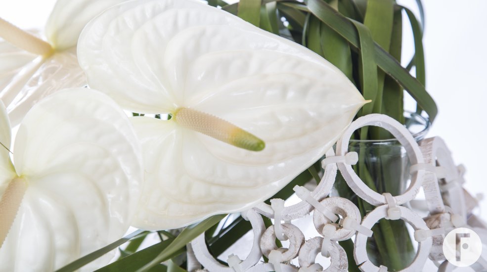 Fiore Anthuriums5