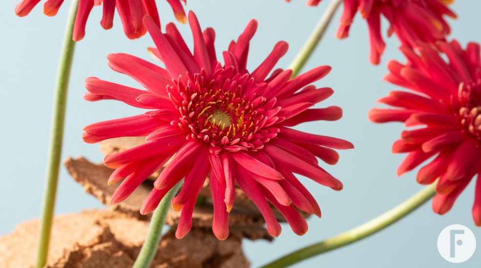 Mi Queeni Juliëtte met kurk