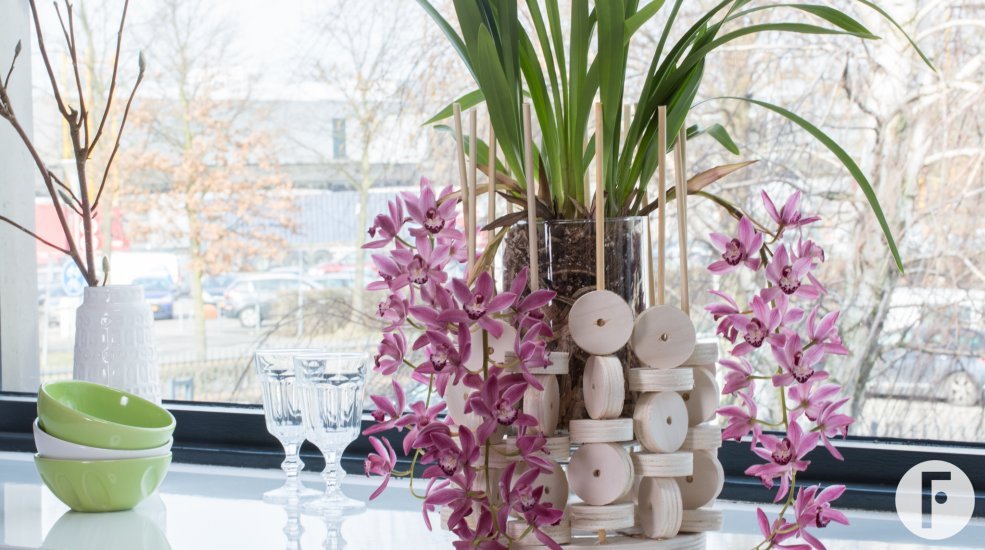 Cascade Cymbidium 'Anisa' and wood - close-up
