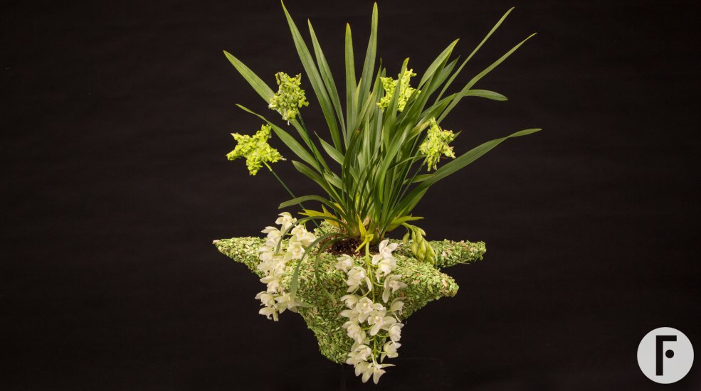 Ice Cascade Cymbidium in kerstsfeer