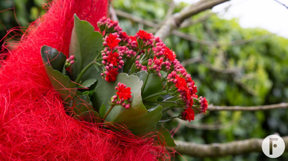 Garden Kalanchoë in design Pim van den Akker - Flower Factor